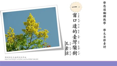 窗口邊的台灣欒樹 預習單|南一四上國語 第一課 窗口邊的臺灣欒樹單詞卡